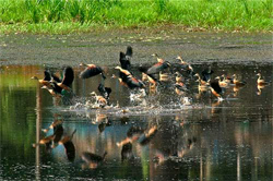 Thattekad Salim Ali Bird Sanctuary