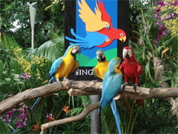 Jurang Bird Park Singapore